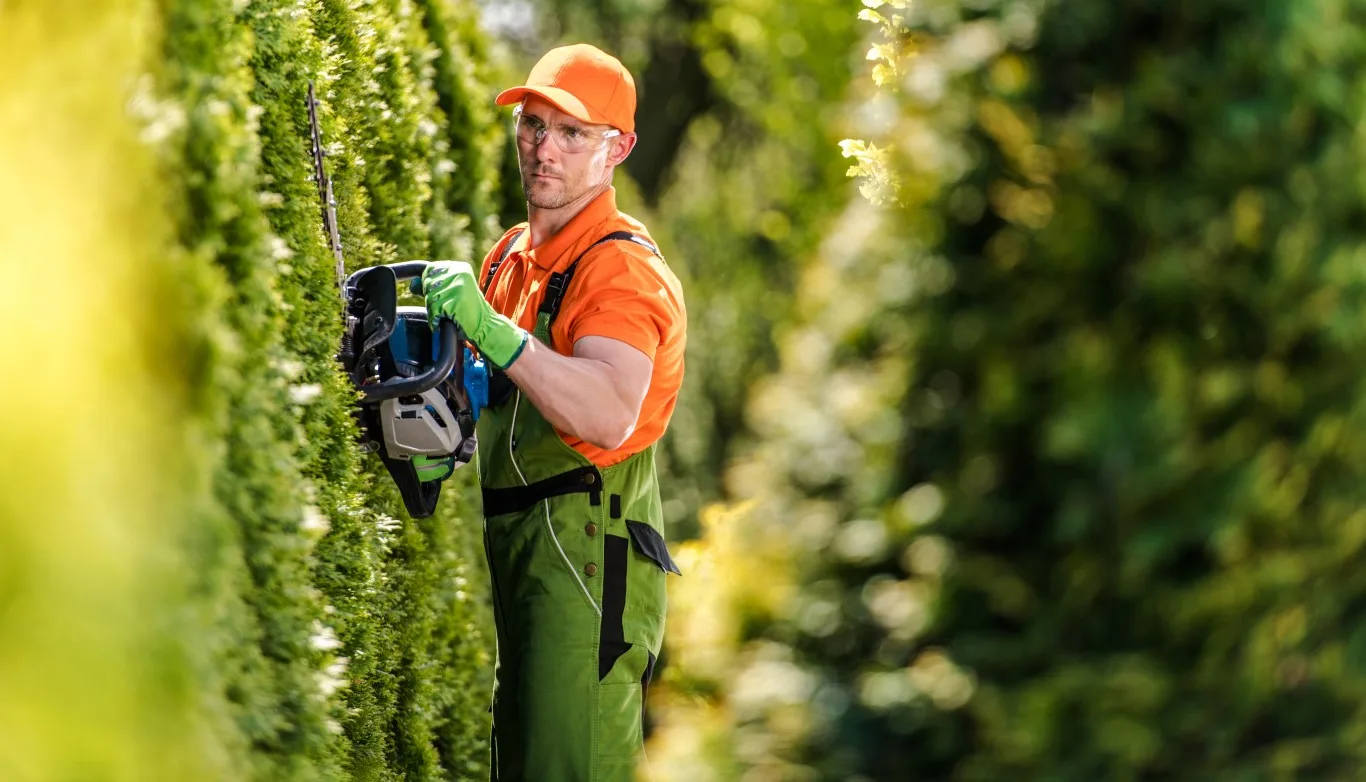 Professional hedge maintenance