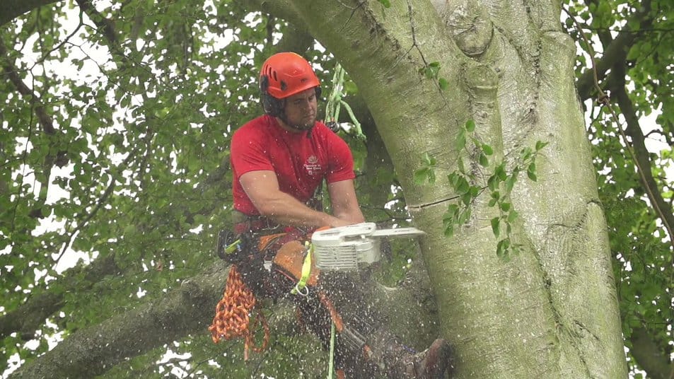 Professional tree surgeon at work