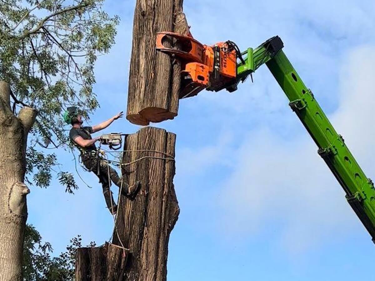 Tree Surgery - Professional services by Meadow Green Tree and Landscapes